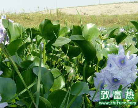 水葫蘆的危害及綜合防治