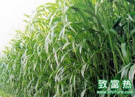 蘇丹草的科學栽培管理技術