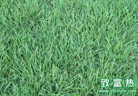 早熟禾的栽培要點