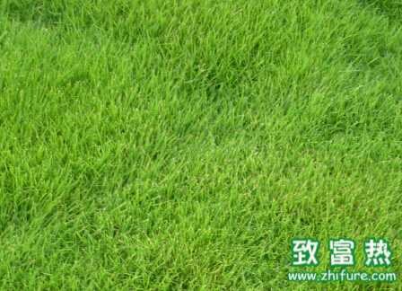 早熟禾散黑穗病的介紹及防治