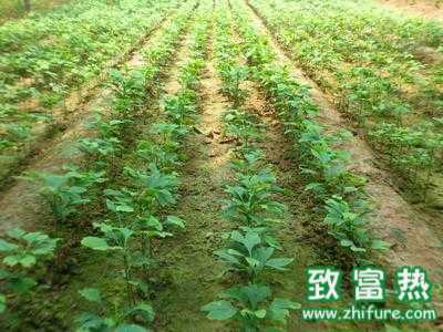 銀杏樹價格，銀杏樹最新報價，銀杏樹多少錢一顆