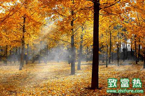 銀杏樹的資料，銀杏樹作用，銀杏樹的葉子像什么