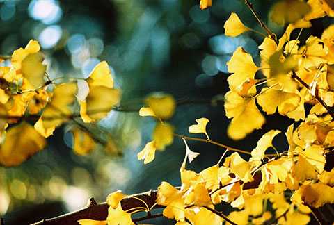 銀杏樹的葉子像什么