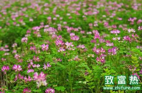 紫云英資料圖片，紫云英是什么，紫云英中毒，紫云英的花語