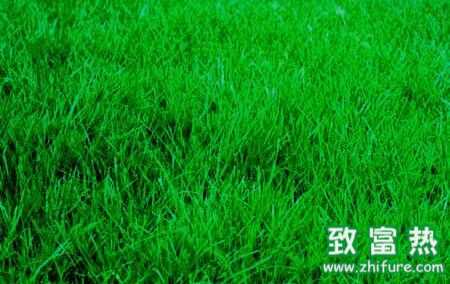 早熟禾是什么，草地早熟禾資料、圖片、介紹