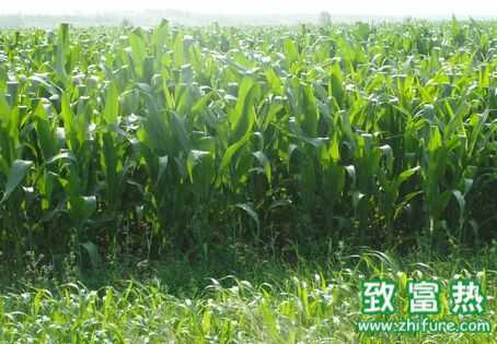 蘇丹草是什么草，蘇丹草前景、圖片、作用、毒性