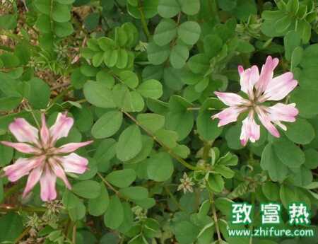 紫云英如何栽培能高產