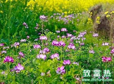 紫云英規范化高產栽培管理技術