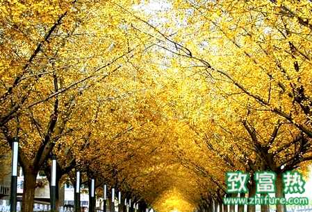 銀杏樹秋季的管理要點