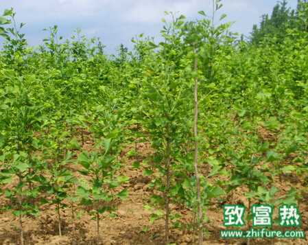 銀杏樹秋季嫁接的技術(shù)