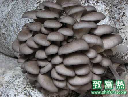 平菇室外菇床的栽培管理技術(shù)