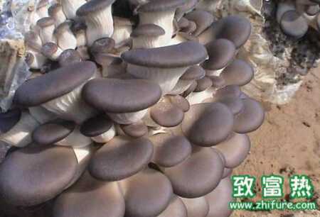 平菇塊菌病的發(fā)生癥狀及防治