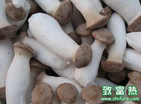 杏鮑菇強(qiáng)化栽培管理的要點(diǎn)