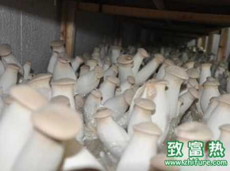 杏鮑菇的種植疑問(wèn)解答