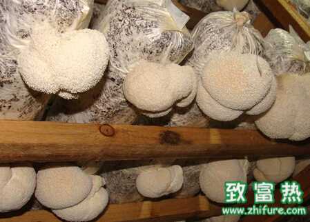 猴頭菇畸形怎么辦