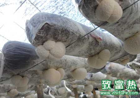 猴頭菇病蟲害的防治