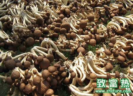 茶樹菇的栽培疑問解答