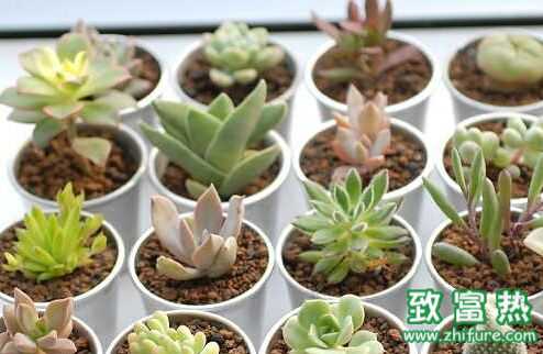 新型創(chuàng)業(yè)項目：多肉植物市場前景好潛力大