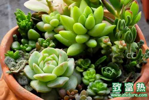 三葉草種植時間與養(yǎng)護(hù)方法及用途