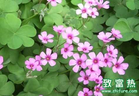 苜蓿草功效與作用及食用禁忌，苜蓿草的營養價值