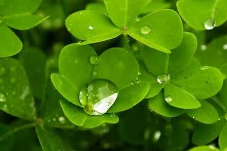 三葉草是什么草