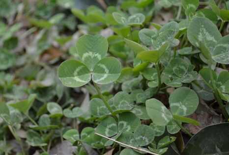 三葉草種植時間