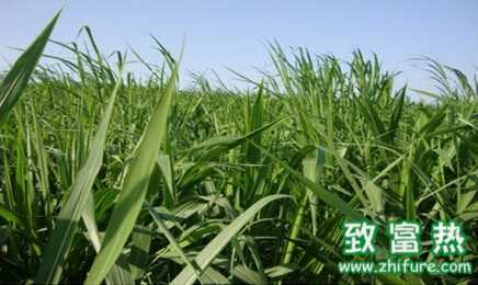 狼尾草作用,雜交狼尾草圖片