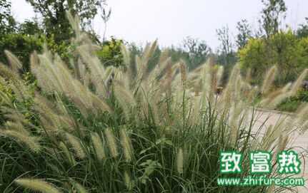 狼尾草種植技術,雜交狼尾草種植方法