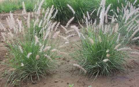 雜交狼尾草種植方法