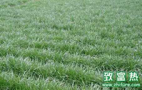 黑麥草作用用途與資料