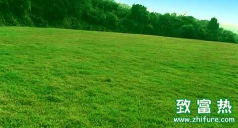 牧草有哪些用途？牧草的作用