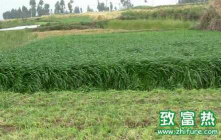 黑麥草什么時候種?怎樣種植黑麥草?