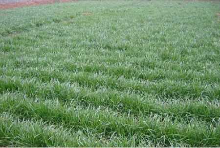 怎樣種植黑麥草?