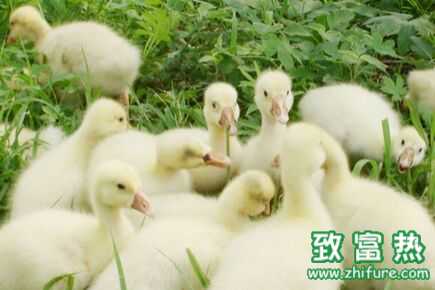 牧草養鵝技術要領