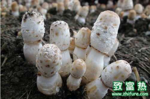 雞腿菇做法大全（九種），雞腿菇家常怎么做好吃