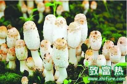 雞腿菇營養價值及功效與作用，禁忌