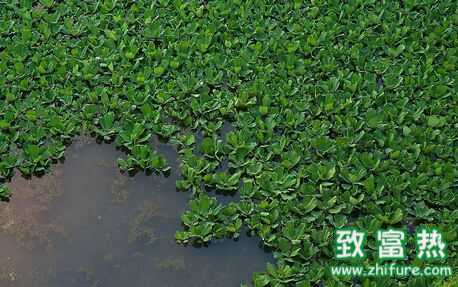 水葫蘆的作用與好處,中藥水葫蘆功效