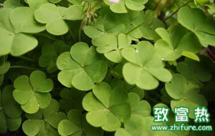 三葉草含義,三葉草花語