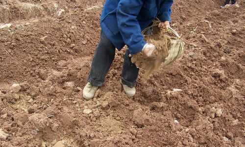 有機蔬菜肥料使用