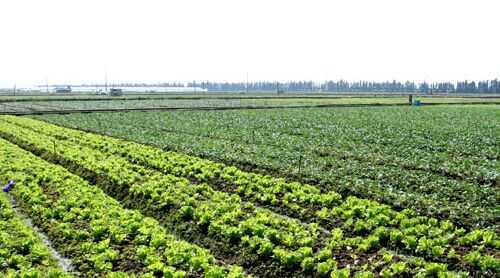 有機蔬菜生產基地要求