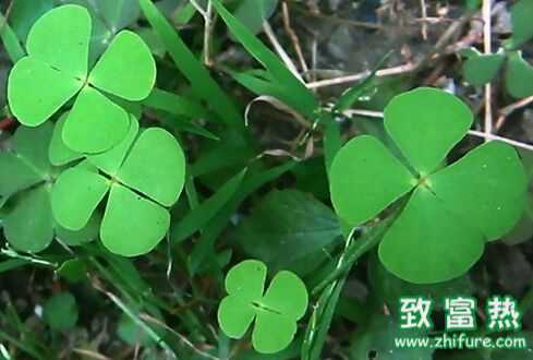 苜蓿草種植方法技術(shù)