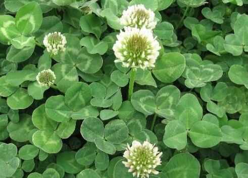 苜蓿草種植方法技術