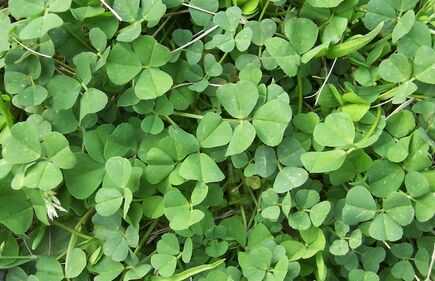 苜蓿草種植方法技術