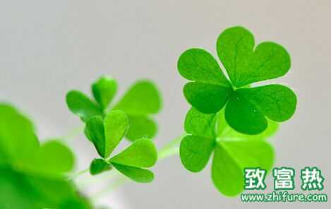 三葉草的功效與作用及禁忌