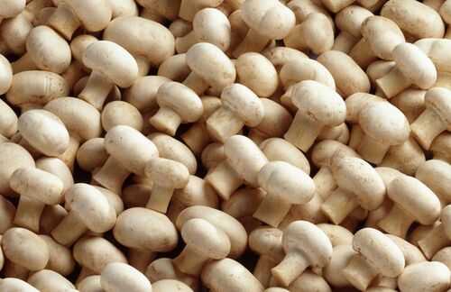 草菇的經(jīng)濟(jì)價(jià)值