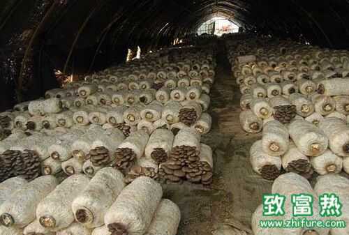 草菇超高產(chǎn)科學(xué)栽培技術(shù)