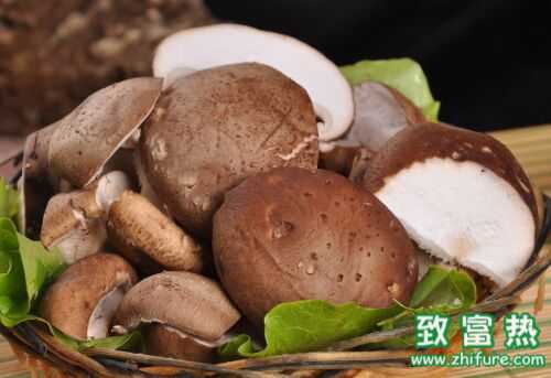香菇的功效與作用及禁忌，香菇的營養價值