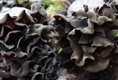 黑木耳營養價值