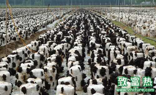 黑木耳種植過程常見問題分析與處理