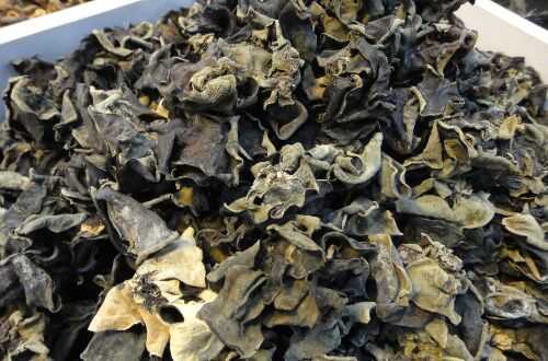 黑木耳種植過程常見問題分析與處理